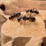 A1 Exterminators | Pest Control Solutions
