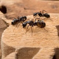 A1 Exterminators | Pest Control Solutions ico