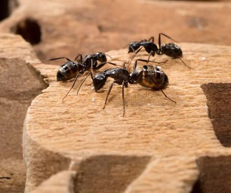 A1 Exterminators | Pest Control Solutions