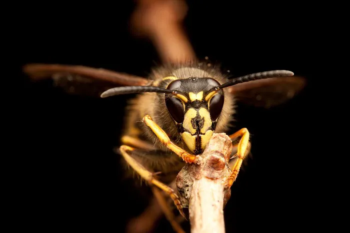 A1 Exterminators | Pest Control Solutions Picture 10