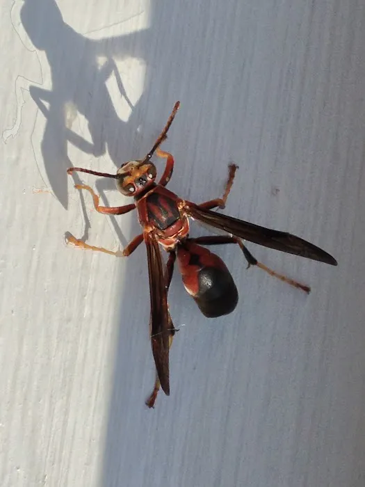 A1 Exterminators | Pest Control Solutions Picture 8