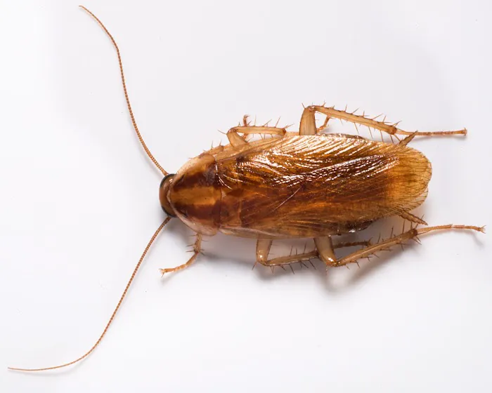 A1 Exterminators | Pest Control Solutions Picture 5