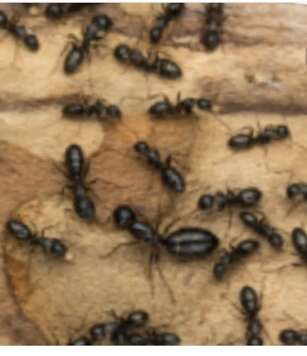Jason Killoren - Pest Control Picture 2