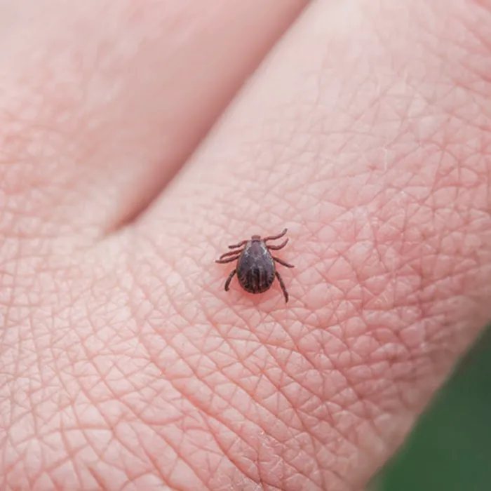 Ultra Safe Pest Management Picture 7