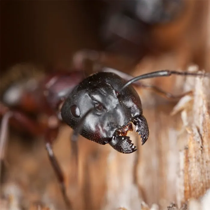Ultra Safe Pest Management Picture 10