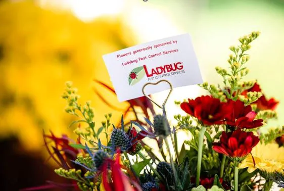 Ladybug Pest Control Services Picture 1