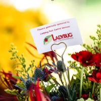 Ladybug Pest Control Services ico