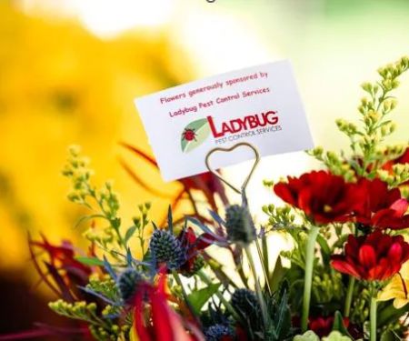 Ladybug Pest Control Services