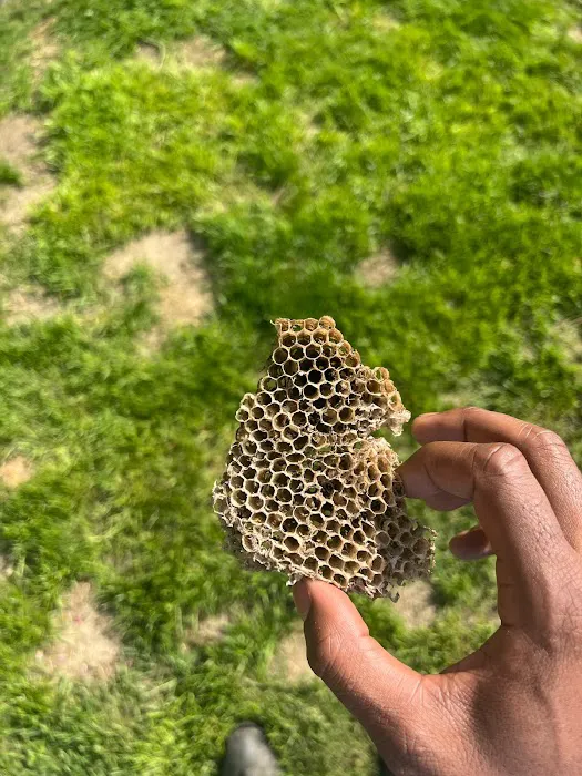 Ladybug Pest Control Services Picture 8