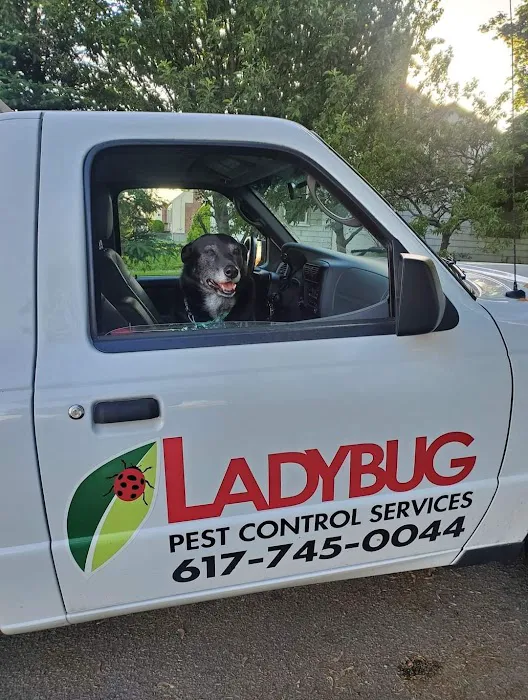 Ladybug Pest Control Services Picture 6