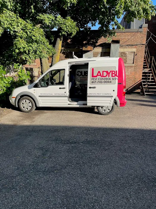 Ladybug Pest Control Services Picture 9