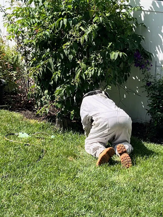 Ladybug Pest Control Services Picture 4