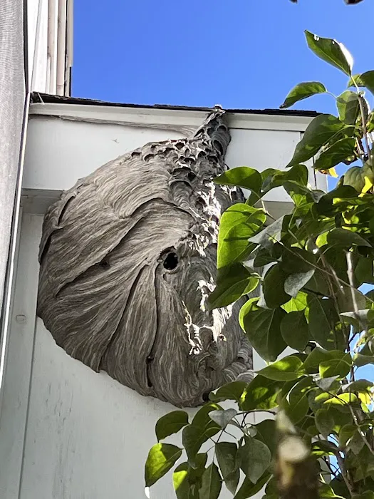 Ecologic Entomology Picture 2