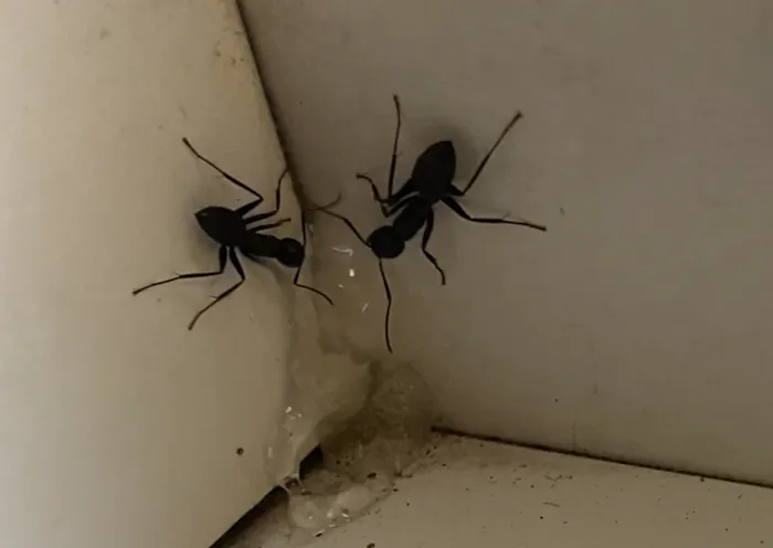 R.J.'s Integrated Pest Management Picture 2