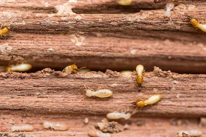 Action Pest Control Picture 8