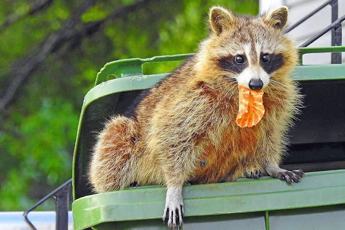 Action Pest Control Picture 5