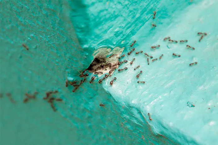 Action Pest Control Picture 1