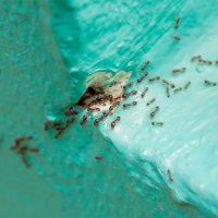 Action Pest Control ico