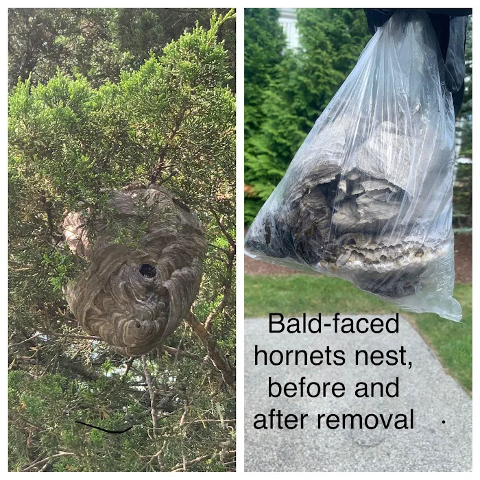 Eagle Eye Pest Control inc. Picture 3