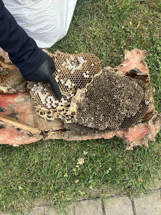 Catseye Pest Control - Boston, MA Picture 5
