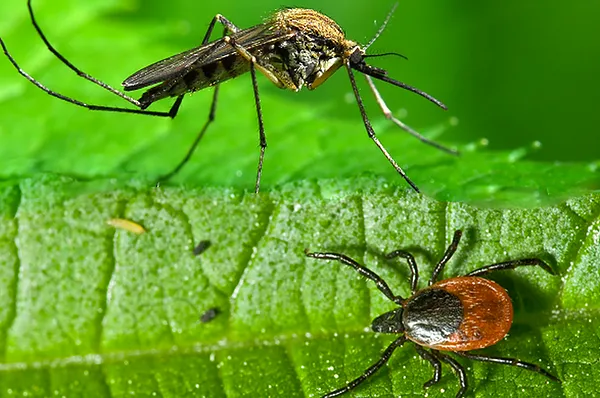 ScareCrow Pest, Wildlife, and Mosquito Control Picture 2