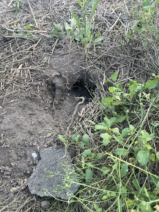 Combat Pest Control Picture 10
