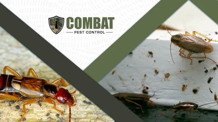 Combat Pest Control Picture 2