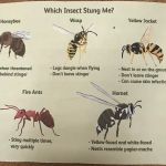 Combat Pest Control