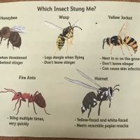 Combat Pest Control ico