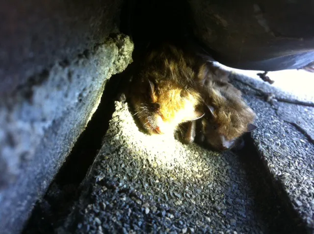 Wildlife Extractors Picture 3