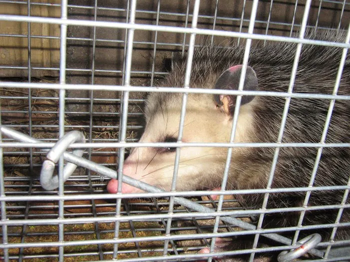 Wildlife Extractors Picture 10