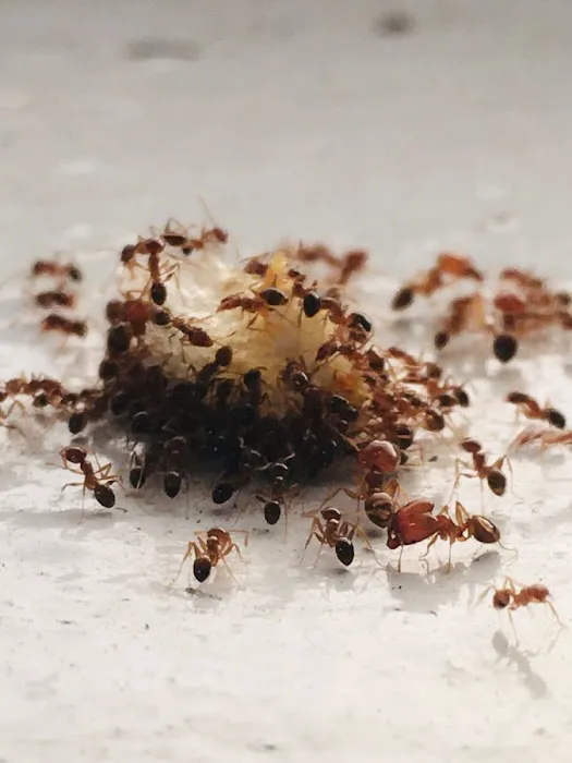 Eco Systems Pest Control Inc. - A Division of Modern Pest Services Picture 3