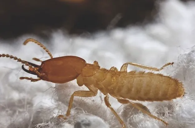 Eco Systems Pest Control Inc. - A Division of Modern Pest Services Picture 1