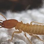 Eco Systems Pest Control Inc. - A Division of Modern Pest Services