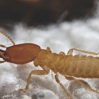 Eco Systems Pest Control Inc. - A Division of Modern Pest Services ico