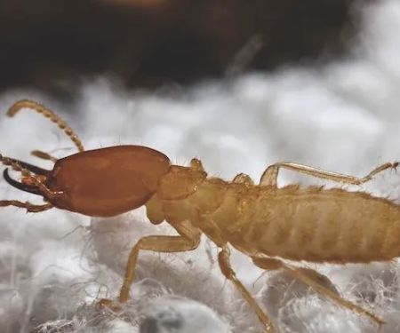 Eco Systems Pest Control Inc. - A Division of Modern Pest Services