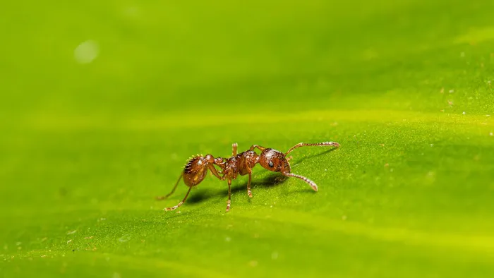 Eco Systems Pest Control Inc. - A Division of Modern Pest Services Picture 5