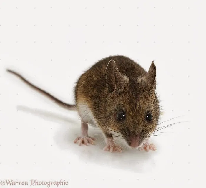 Downes Pest & Wildlife Picture 1
