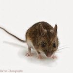 Downes Pest & Wildlife