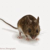 Downes Pest & Wildlife ico