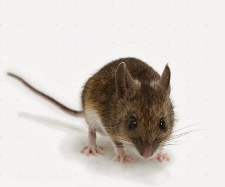 Downes Pest & Wildlife