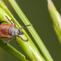 Waltham Pest Services ico