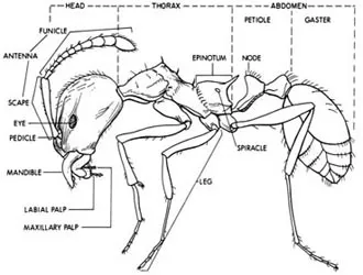 direct pest control Picture 1