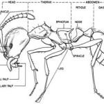 direct pest control