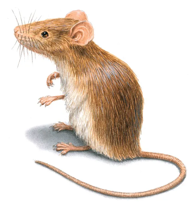 direct pest control Picture 2