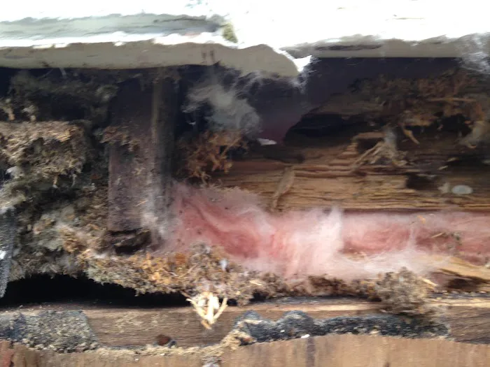 Squared Away Pest Control Picture 2