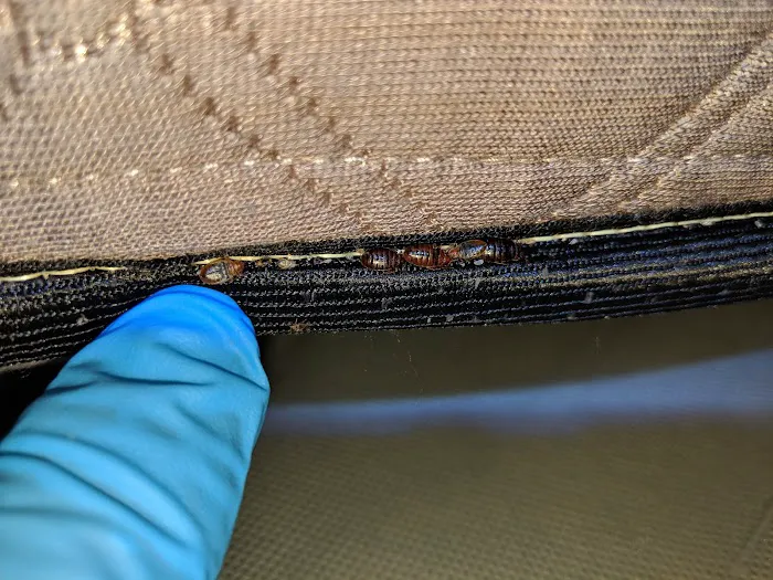 Squared Away Pest Control Picture 7