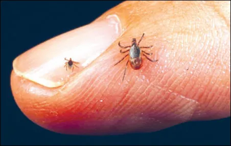 Squared Away Pest Control Picture 6