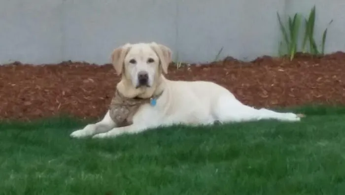 Four Paws Lawn Care Picture 2