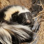 Bunk's Skunk and Varmint Removal